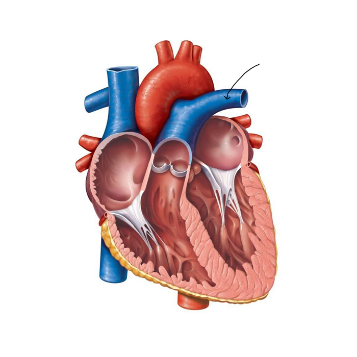Biology anatomy model